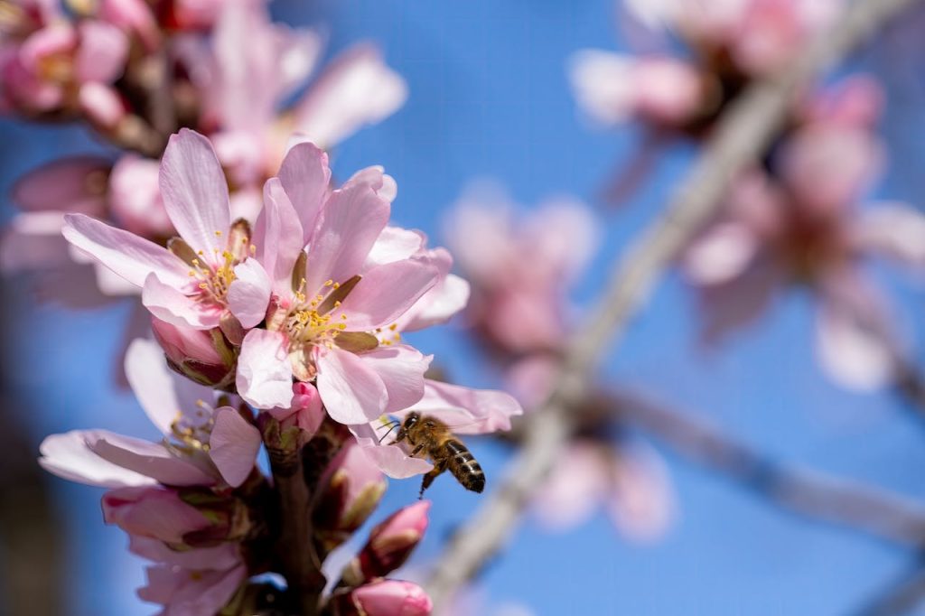 Close-up of a bee pollinating pink almond blossoms during spring in Picassent, Spain.